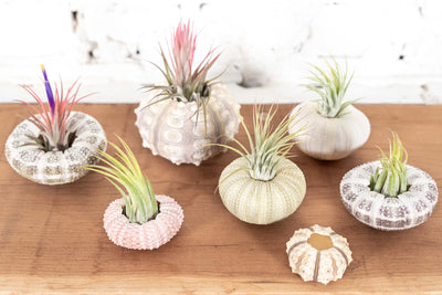 A Variety of Sputnik, Alfonso, Pink and Purple Sea Urchins with Assorting Tillandsia Ionantha Air Plants