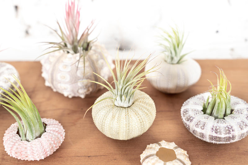 A Variety of Sputnik, Alfonso, Pink and Purple Sea Urchins with Assorting Tillandsia Ionantha Air Plants