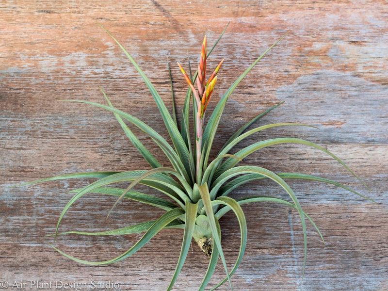 tillandsia vernicosa air plant with bloom spike