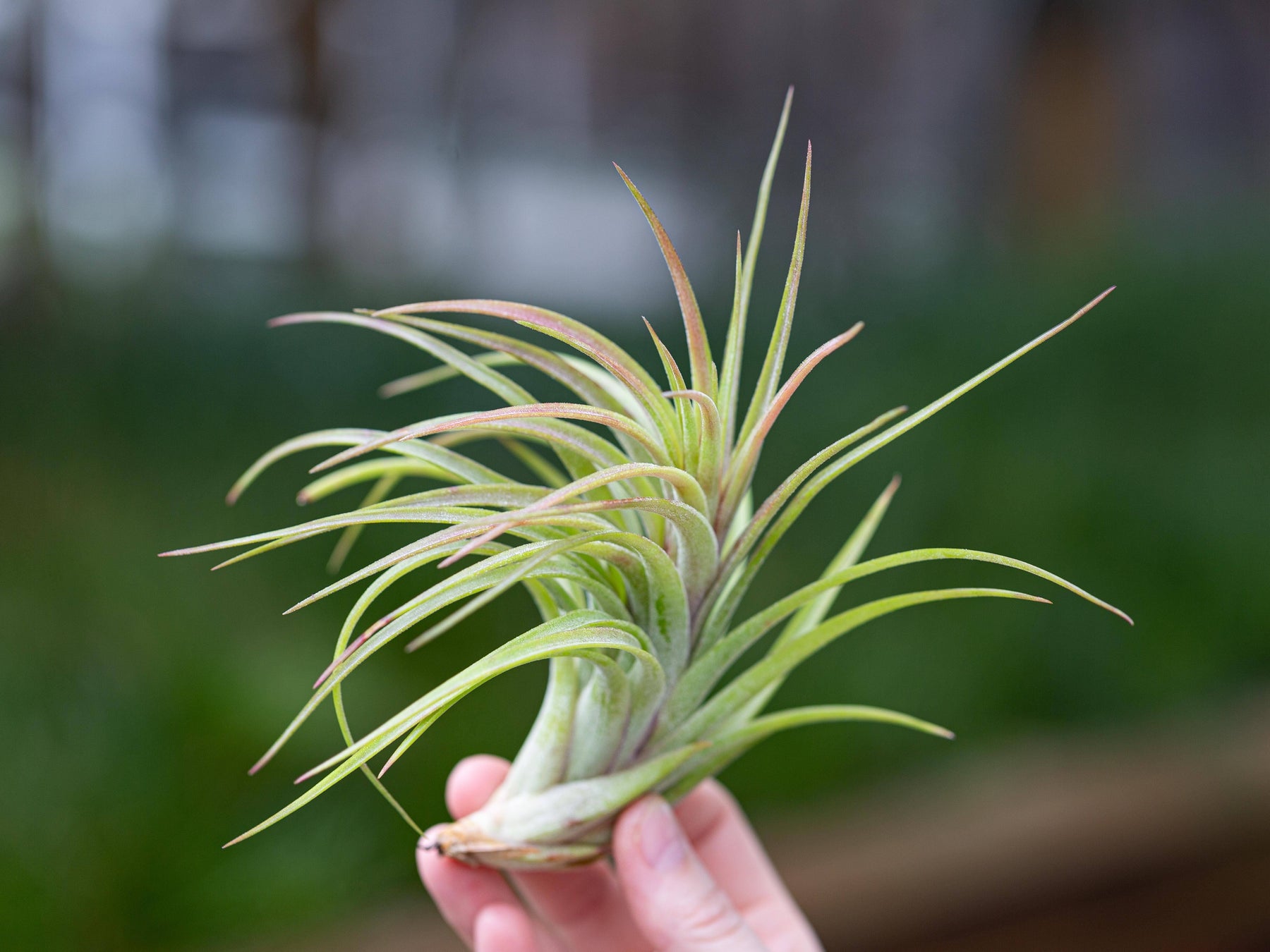 victoriana air plant Tillandsia Victoriana