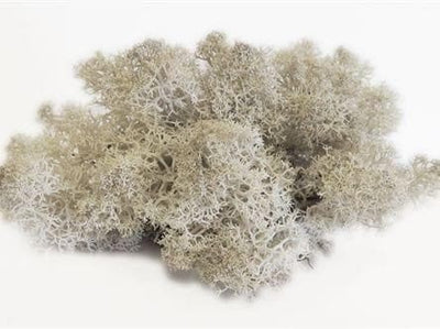 white reindeer moss for terrariums 