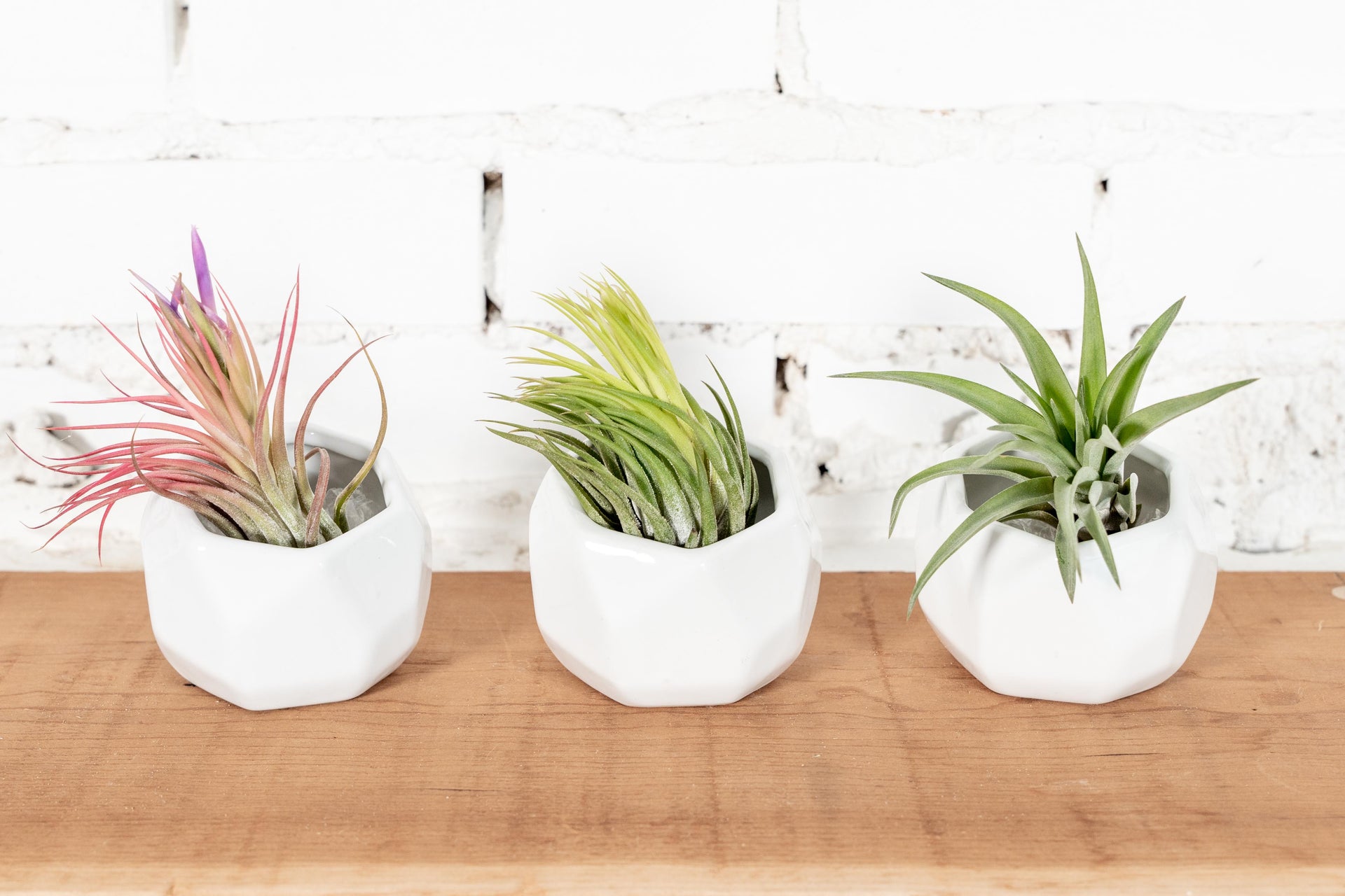 air plant dish White Geometric Pots & Tillandsia Air Plants