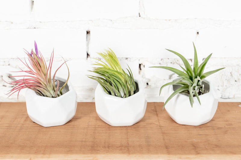 3 White Ceramic Geometric Pots with Assorted Tillandsia Air Plants
