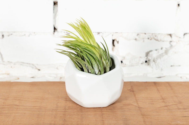 White Ceramic Geometric Plants with Tillandsia Ionantha Scaposa Air Plant