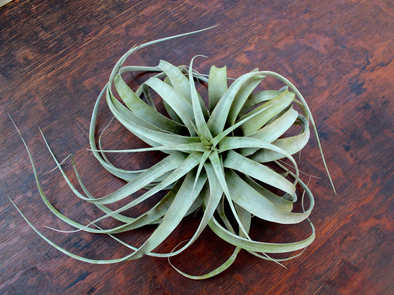 Tillandsia Xerographica Air Plant