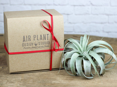 Tillandsia Xerographica Air Plant with Branded Gift Box and Red Ribbon