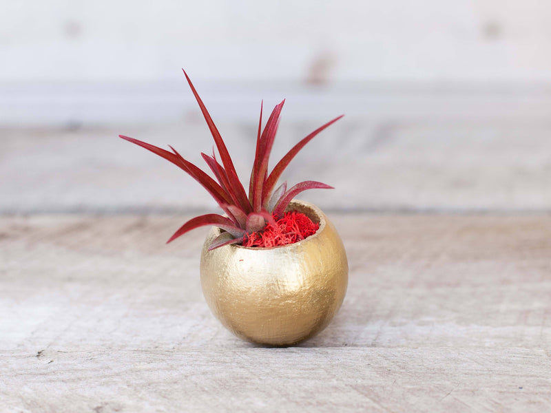 Gold Painted Seed Pod with Moss and Tillandsia Red Abdita Air Plant