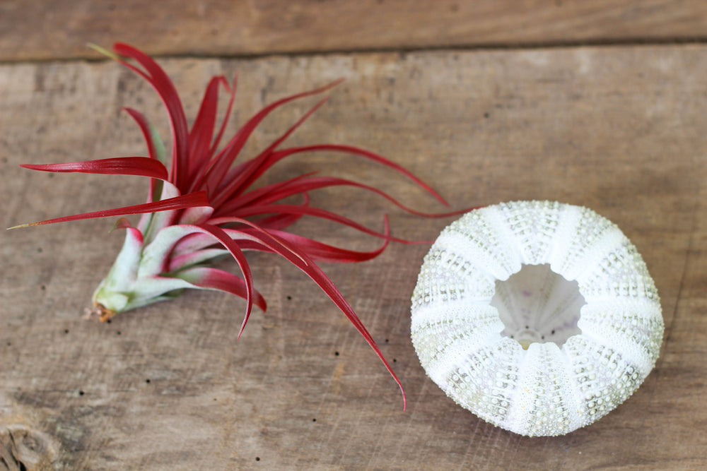 Alfonso Sea Urchin with Tillandsia Red Abdita Brachycaulos Air Plant