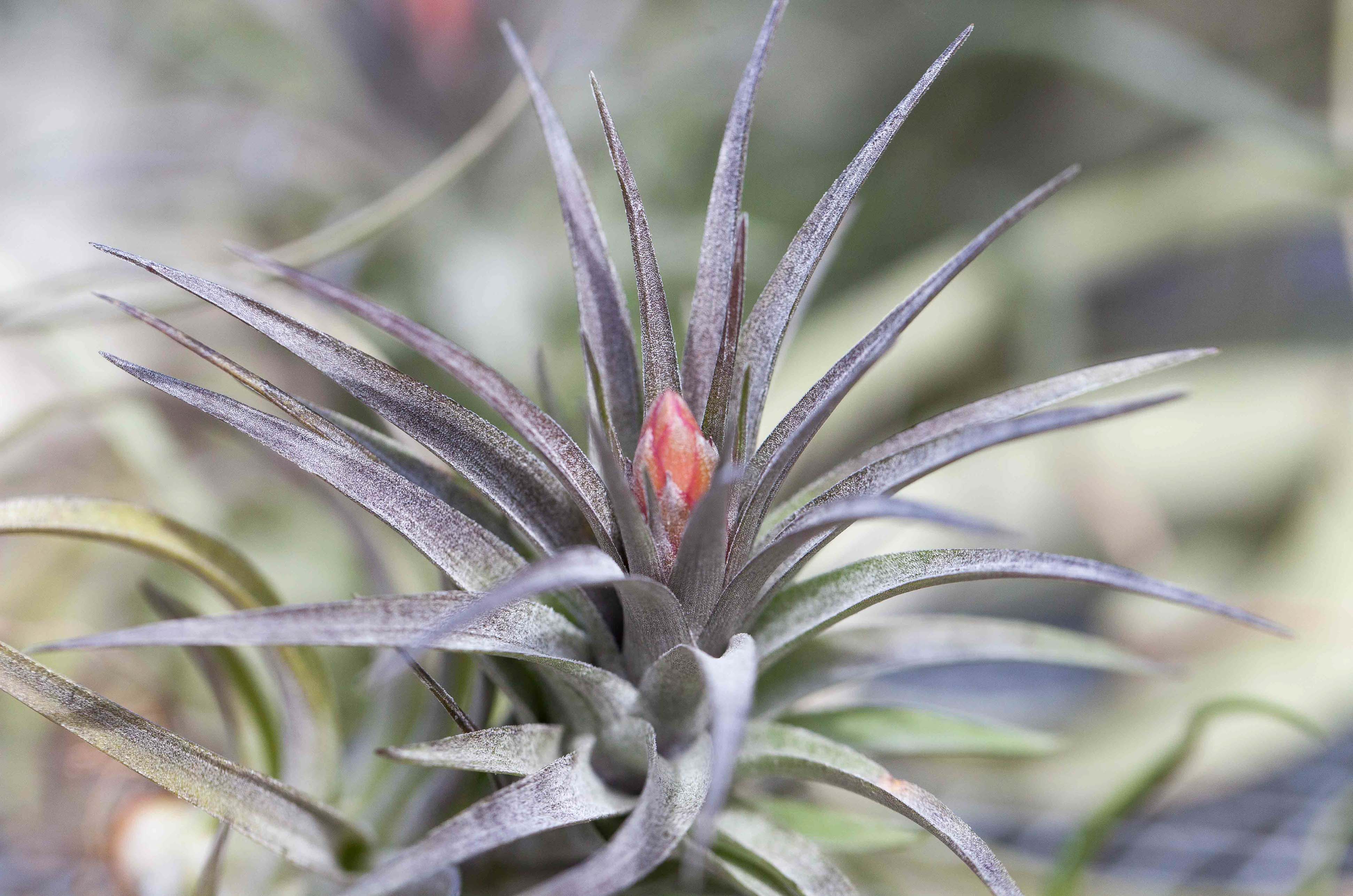 Wholesale Tillandsia Aeranthros Air Plants – Air Plant Design Studio