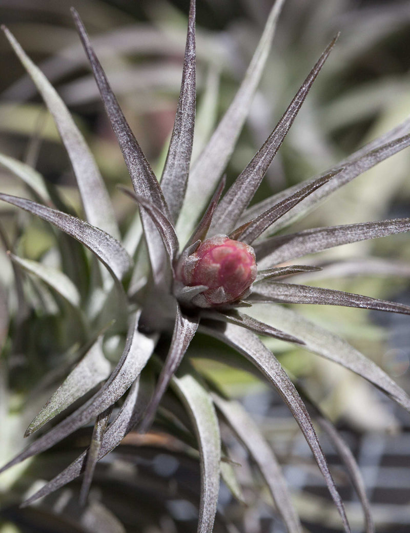 Blushing and Blooming Tillandsia Aeranthos Air Plant