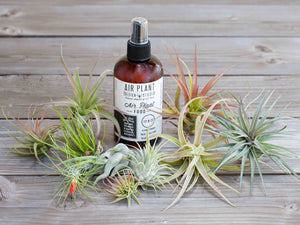 homemade air plant fertilizer Tillandsia Air Plant Starter Kit - 10 or 20 Air Plants with Fertilizer