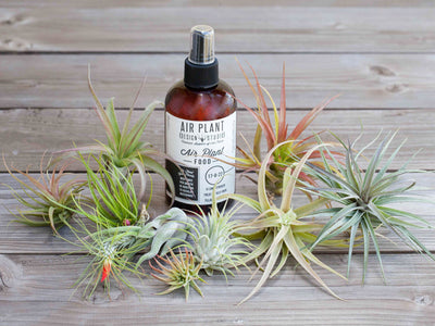 Assorted Tillandsia Air Plants and Ready-to-Use Air Plant Fertilizer