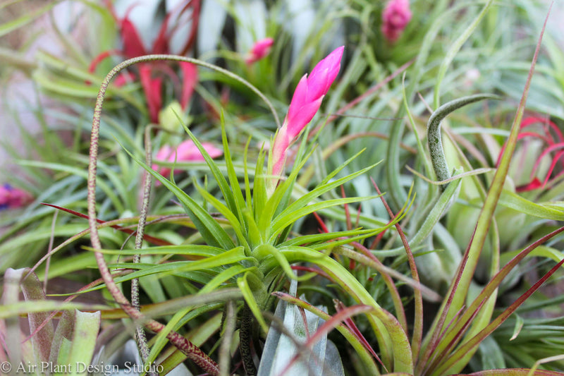 Assorted Blushing and Blooming Tillandsia Air Plants