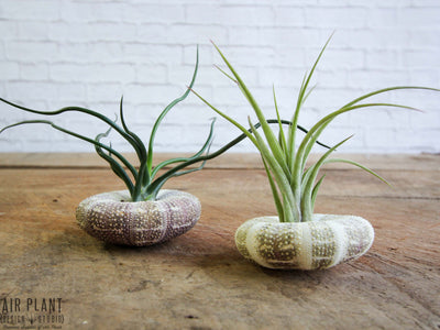 Two Alfonso Sea Urchins with Tillandsia Air Plants