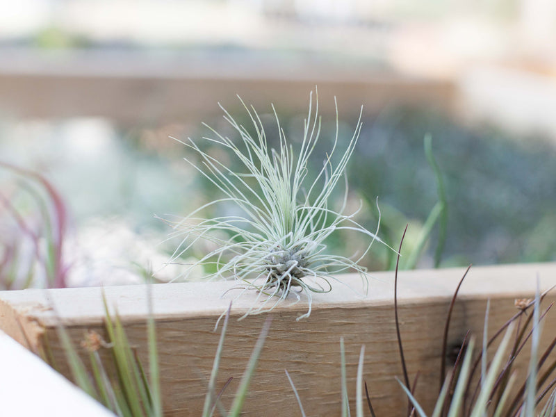 Tillandsia Argentea Thin Air Plant