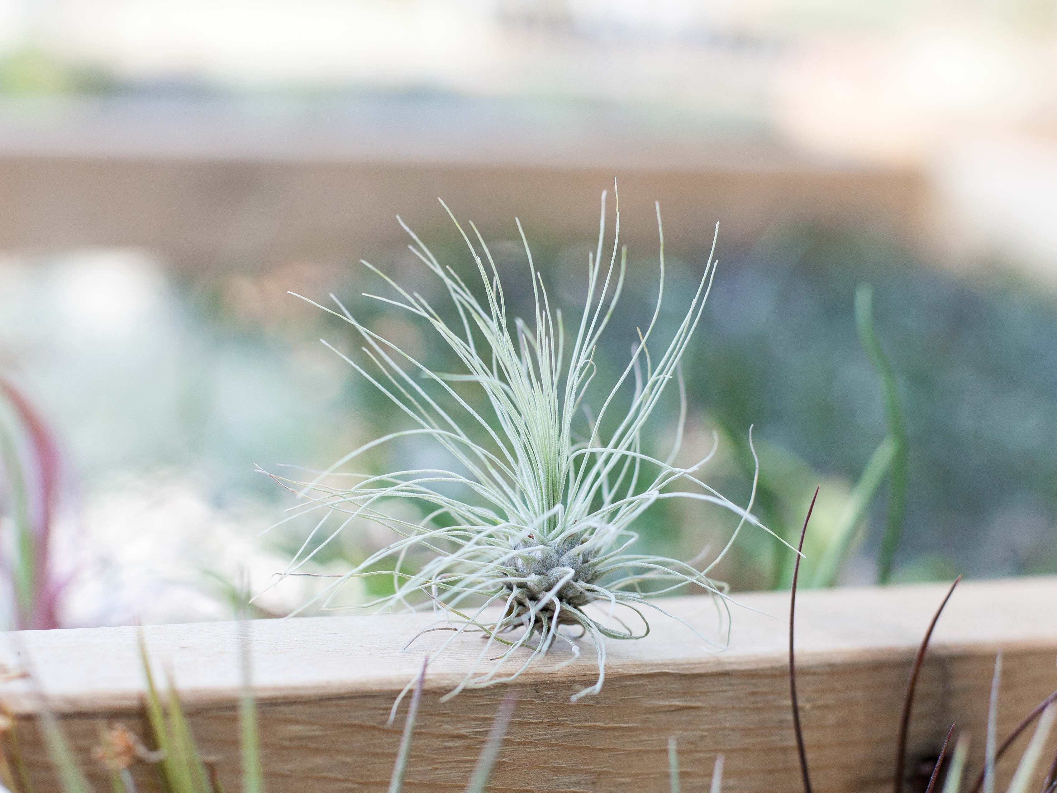 Wholesale Terrariums, Sand & Tillandsia Argentea Air Plants – Air