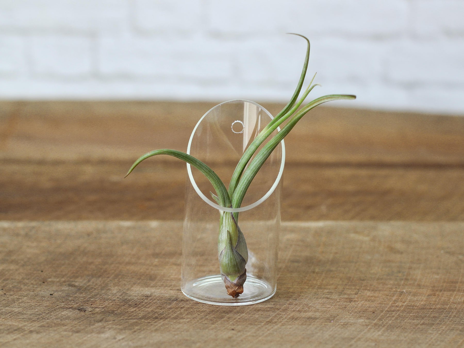 pseudobaileyi air plant Wholesale: Large Tillandsia Baileyi Air Plants