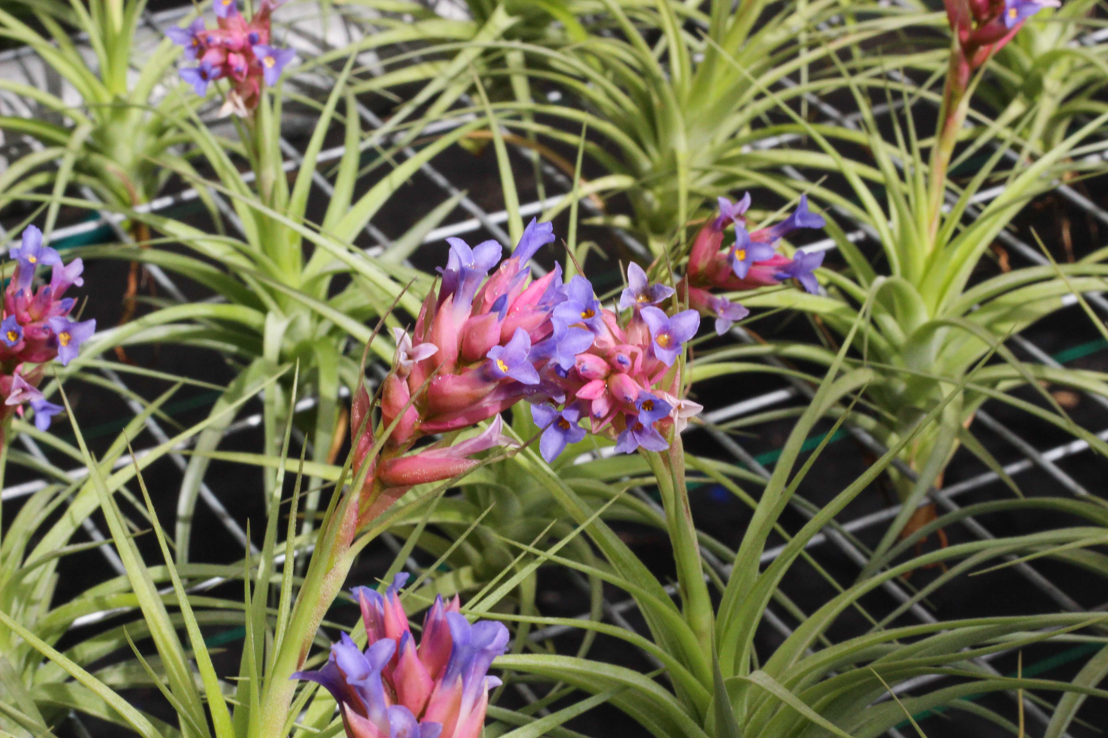 Pack of Blushing and Blooming Tillandsia Air Plants – Air Plant