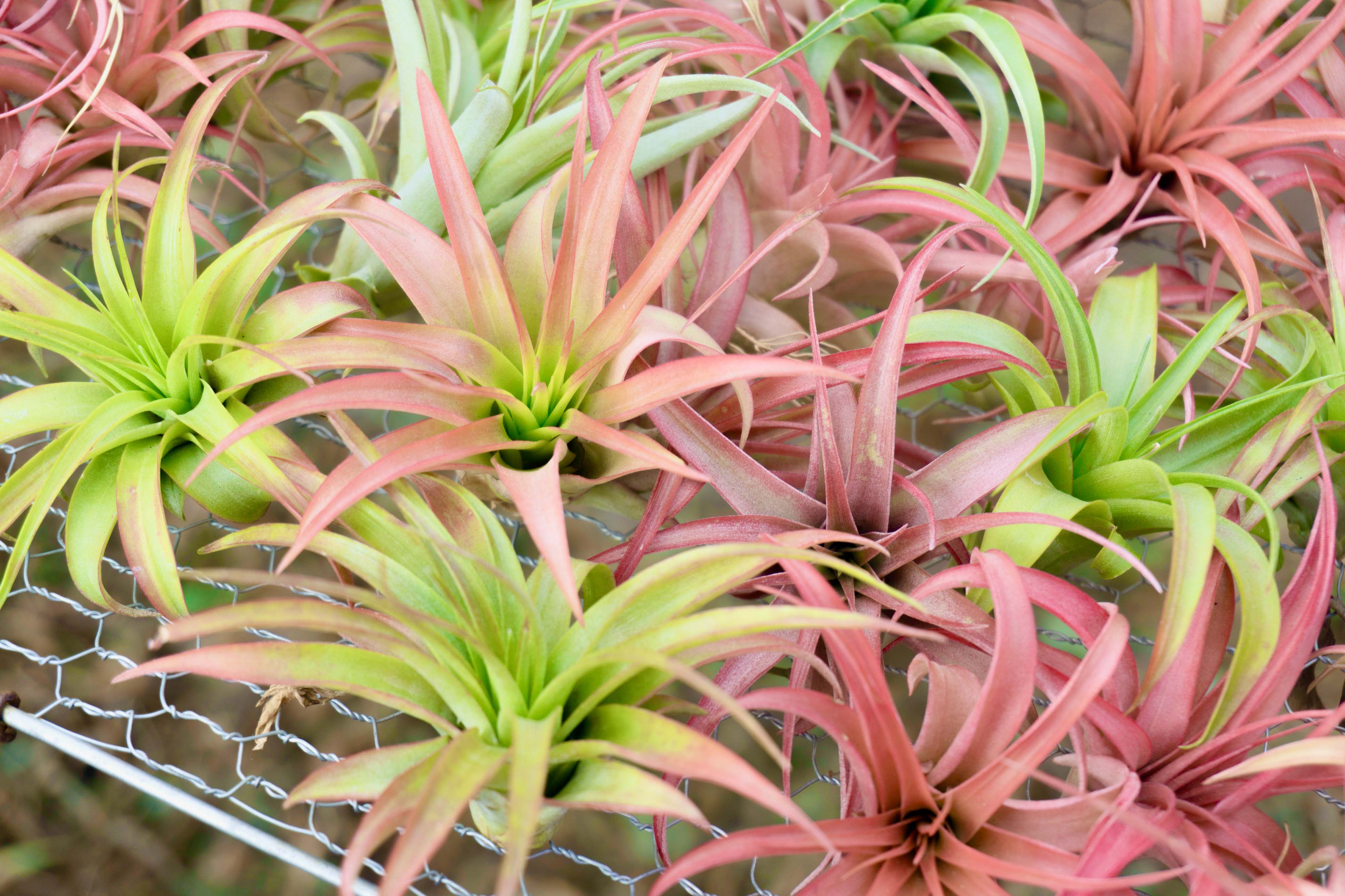 Wholesale Tillandsia Abdita Brachycaulos Air Plants – Air Plant