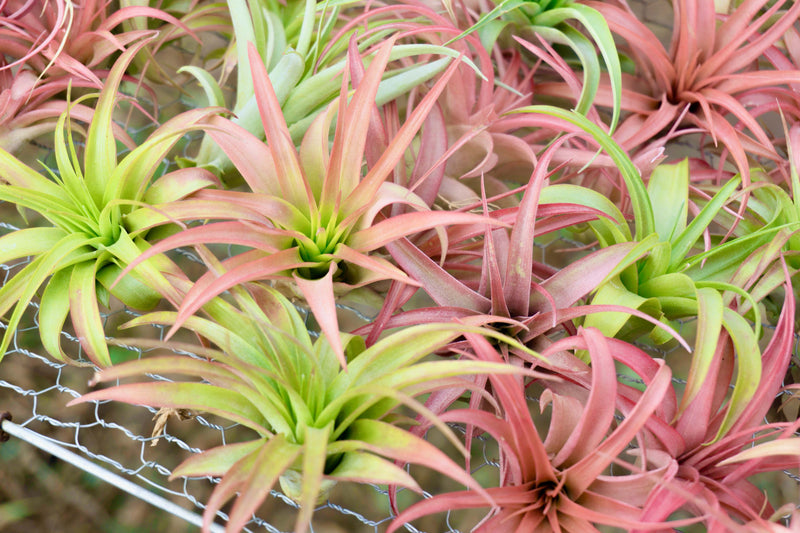 Wholesale: Large Tillandsia Brachycaulos Abdita Air Plants | 5-7 Inch Plants