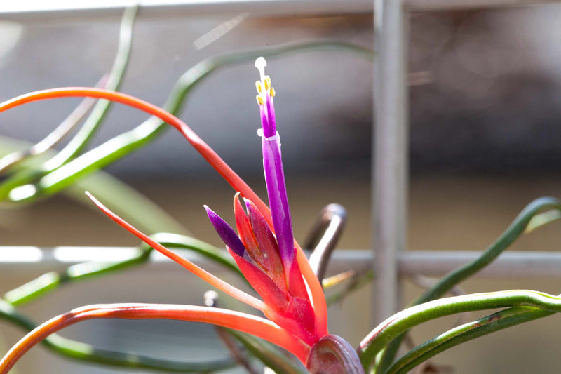 Blooming Tillandsia Bulbosa Guatemala Air Plant