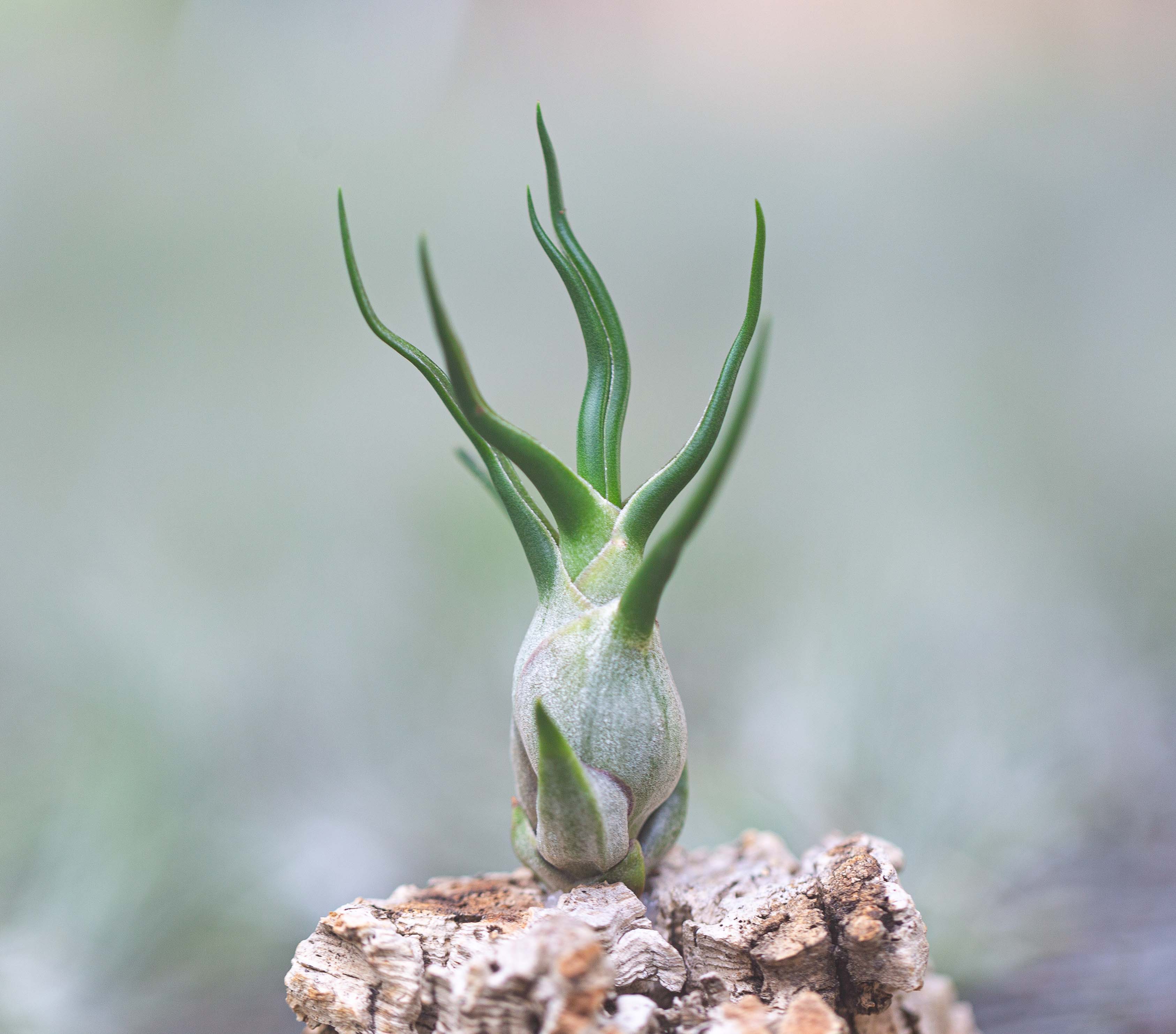 Tillandsia Bulbosa Guatemala Air Plants – Air Plant Design Studio