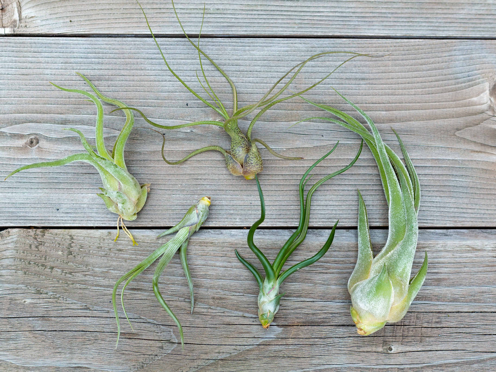 Tillandsia Caput Medusae, Baileyi, Butzii, Bulbosa Guat and Seleriana Air Plants