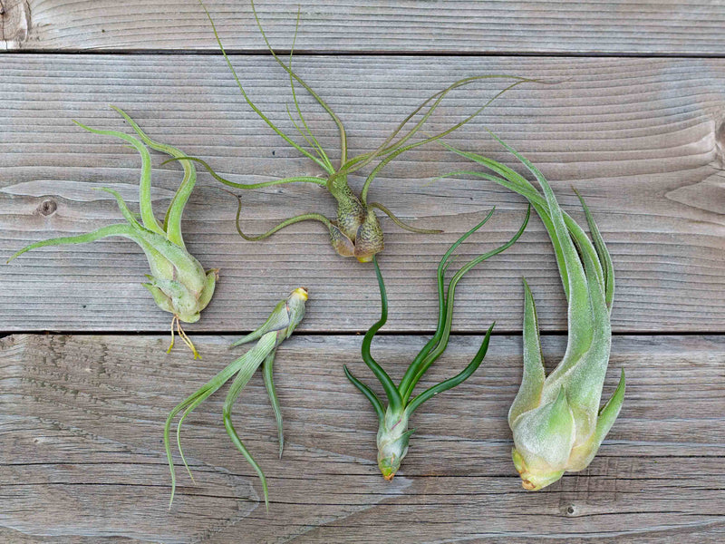 Tillandsia Caput Medusae, Butzii, Baileyi, Bulbosa Guatemala, and Seleriana Air Plants