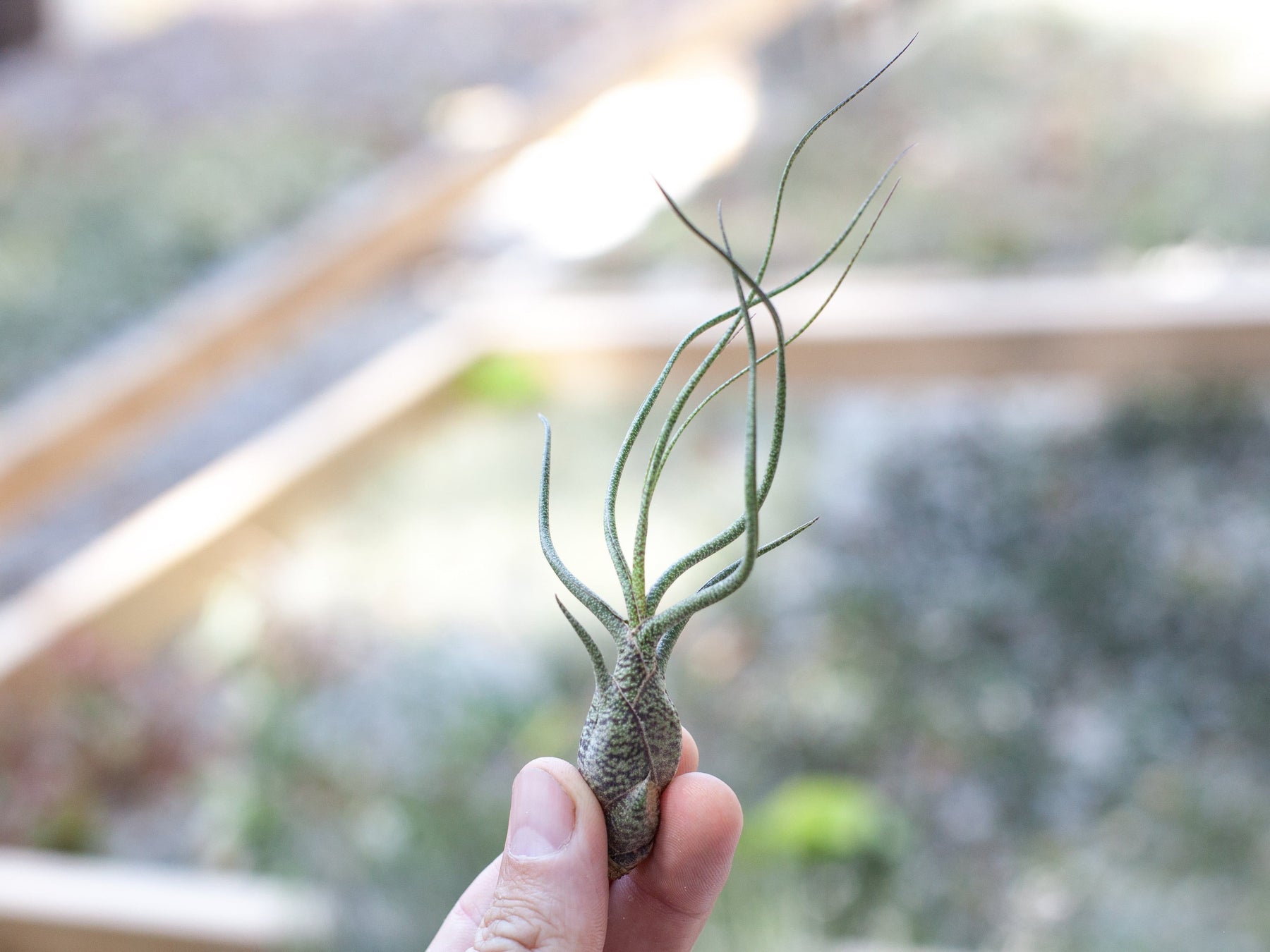 butzii air plant Wholesale: Tillandsia Butzii Air Plants