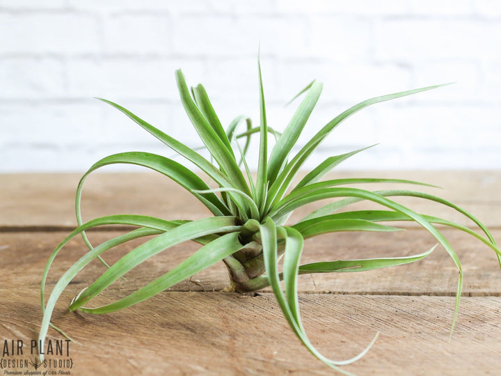 Large Tillandsia Capitata Peach Air Plant