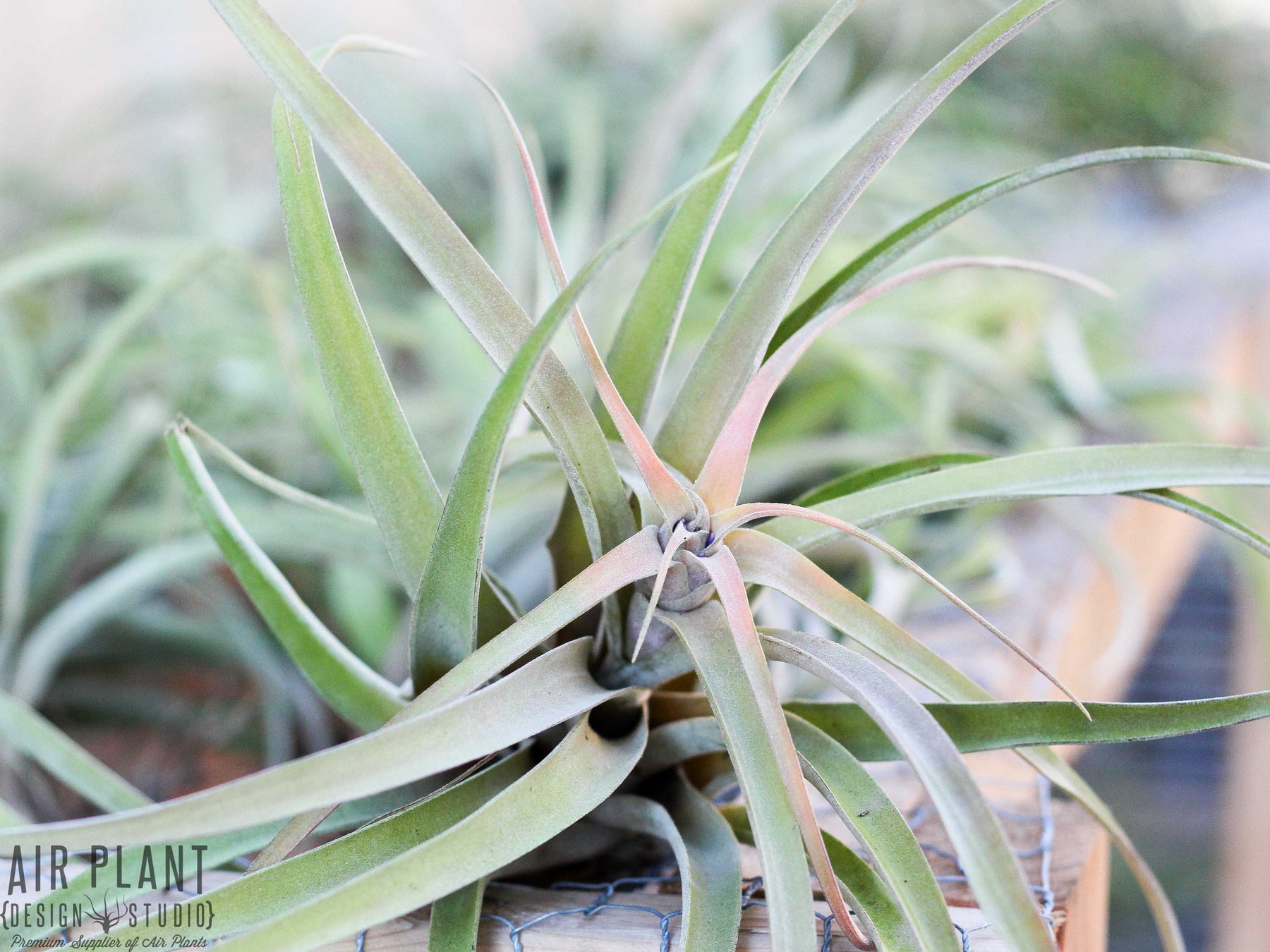 capitata peach air plant care Large Tillandsia Capitata Peach Air Plants – Air Plant Design Studio