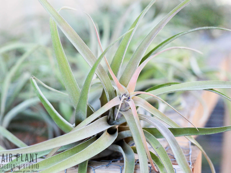 Blushing and Bloom Large Capitata Peach Air Plant