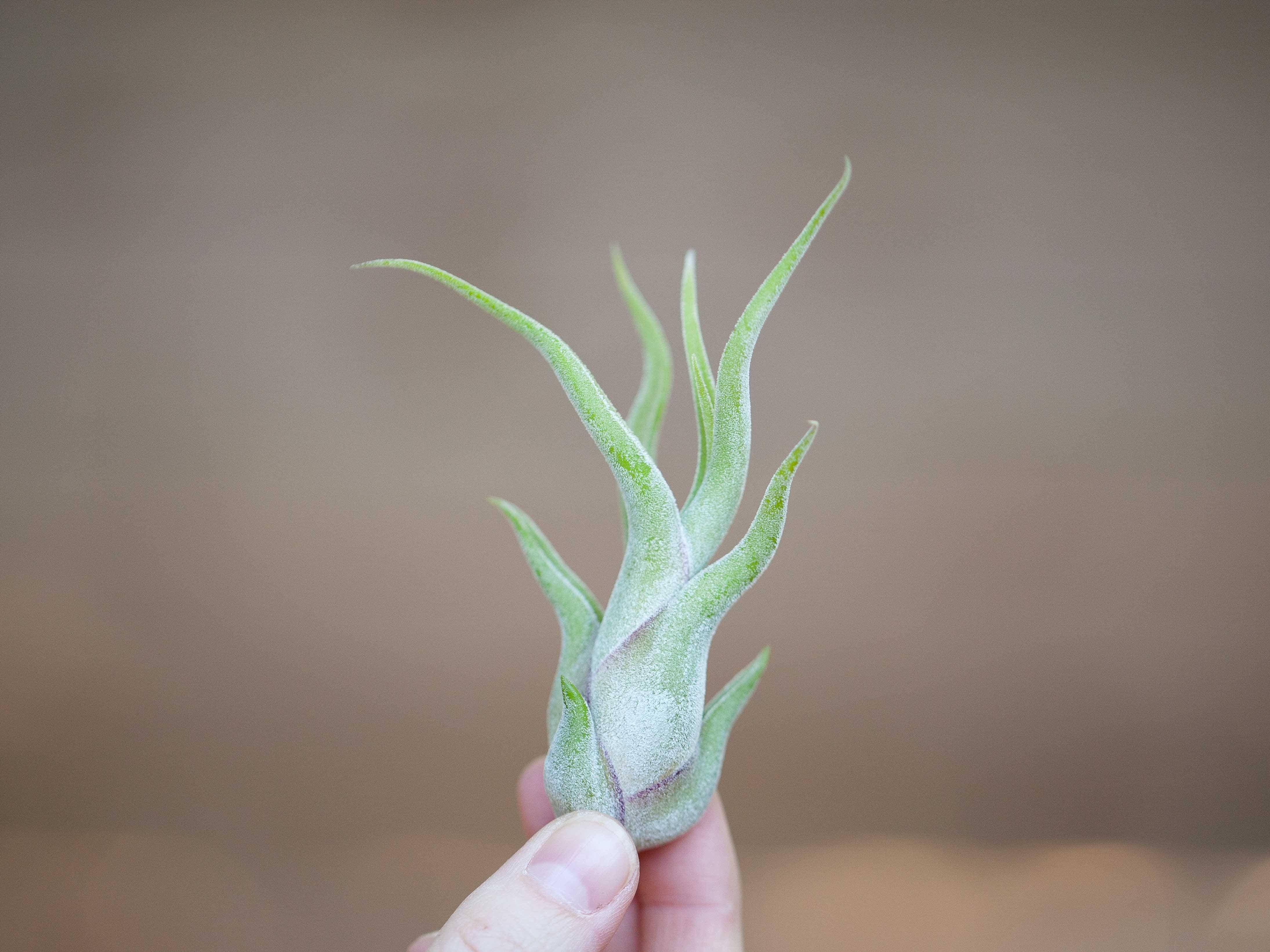 Tillandsia Caput Medusae Air Plants - Multiple Sizes – Air Plant Tillandsia Caput Medusae Air Plants - Multiple Sizes – Air Plant