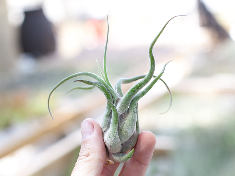 tillandsia caput medusae air plant