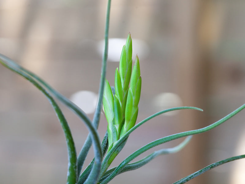 Close up of Bloom Spike on Tillandsia Caput Medusae Air Plant