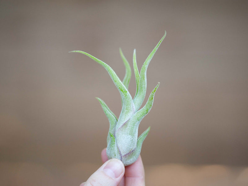 Hand Holding a Tillandsia Caput Medusae Air Plant