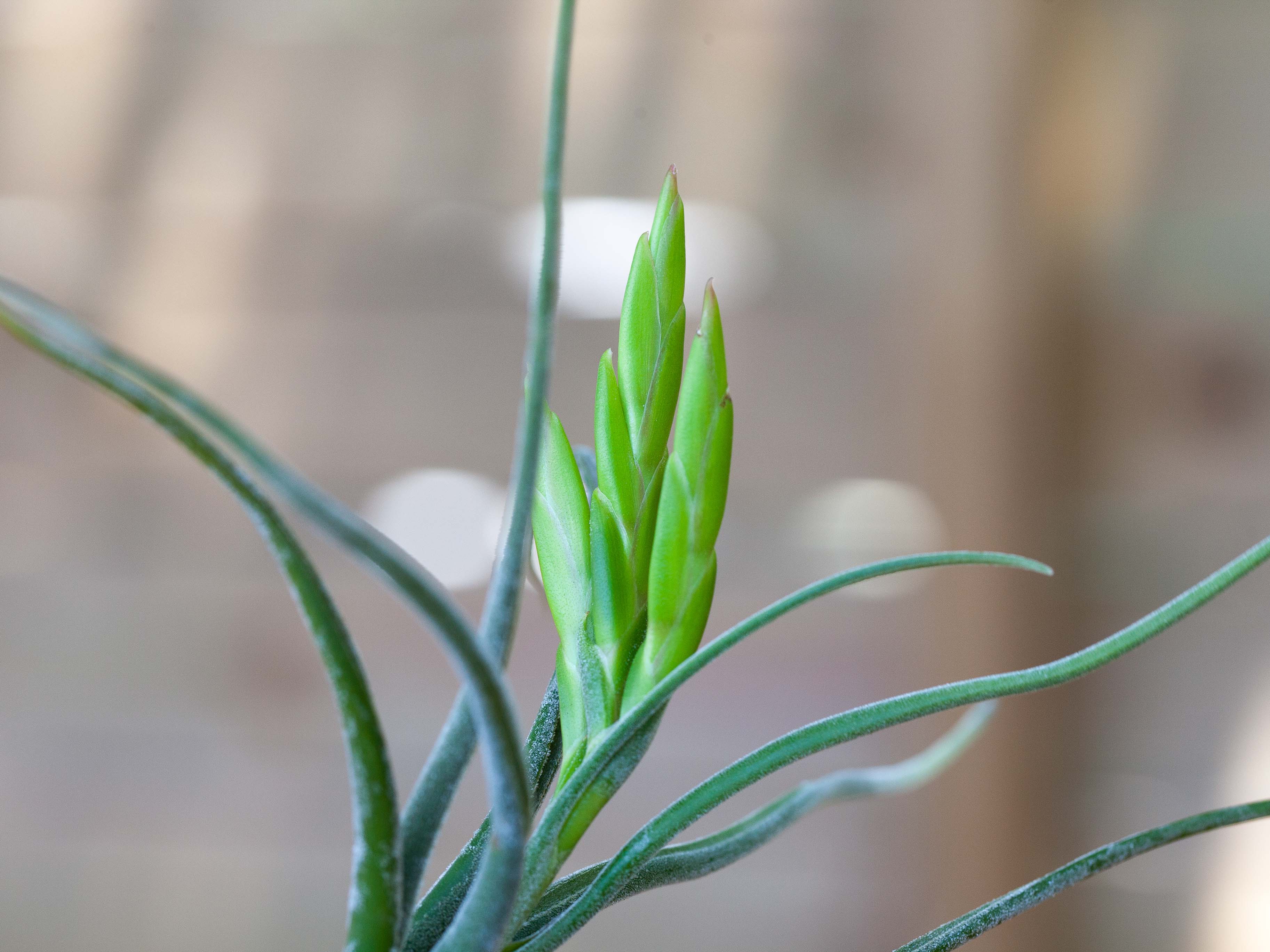 Air Plant Design Studio Tillandsia Caput Medusae - Thumbnail 3