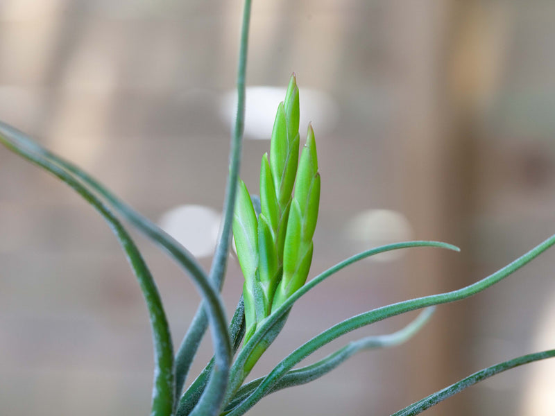 close up of bloom spike on tillandsia caput medusae air plant