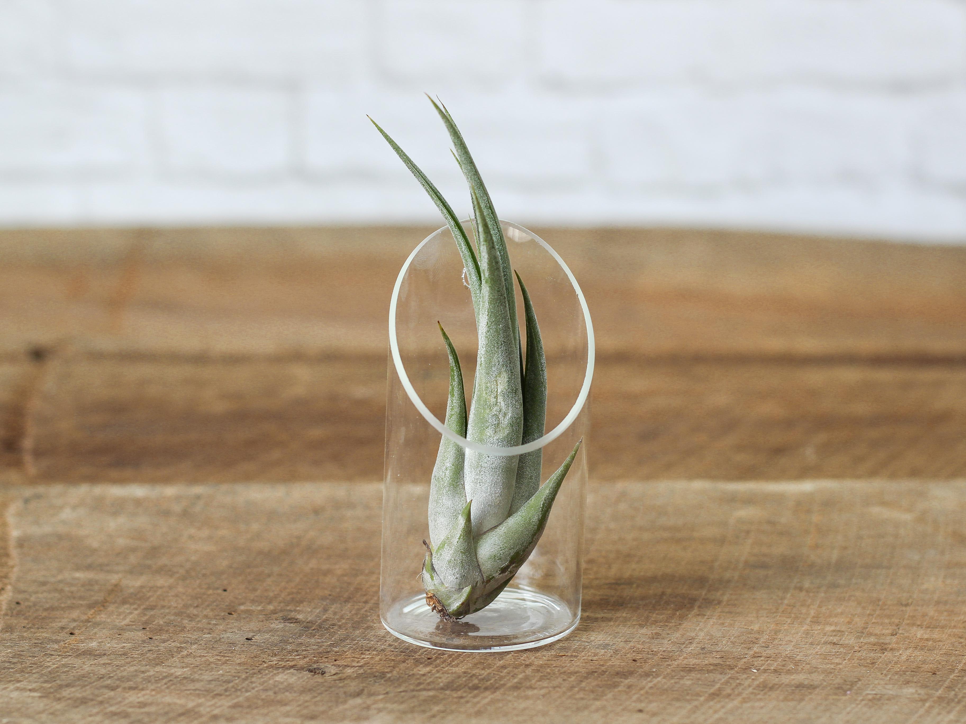 Wholesale: Large Tillandsia Circinata 'Paucifolia' Air Plants | 5