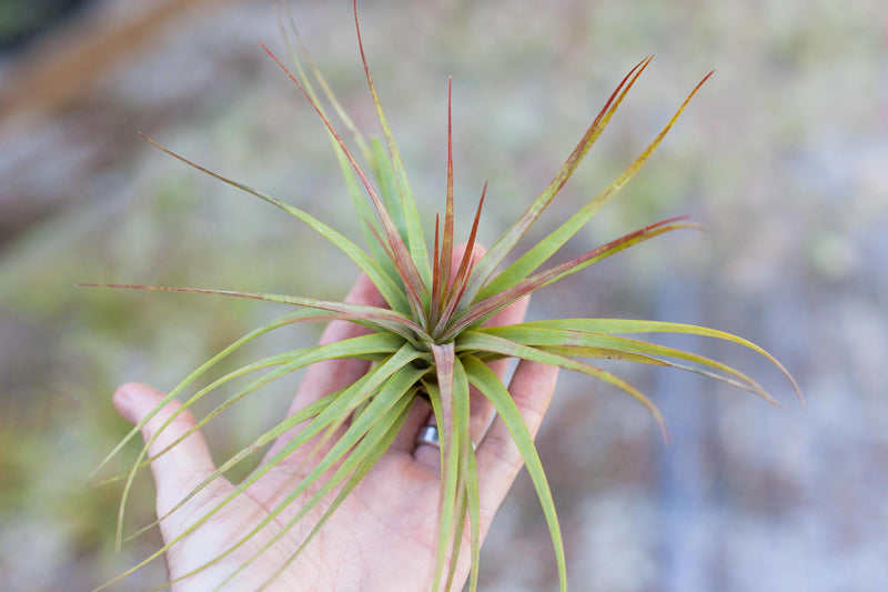 Blushing Tillandsia Concolor Air Plant