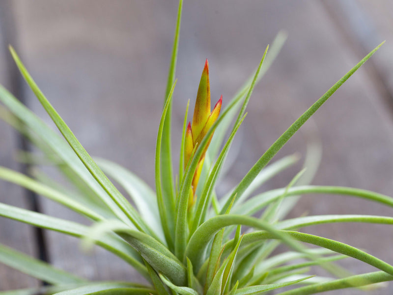 Blooming Tillandsia Concolor Air Plant