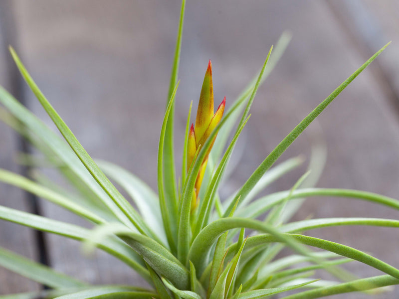 Close up of Bloom Spike on a Tillandsia Concolor Air Plant