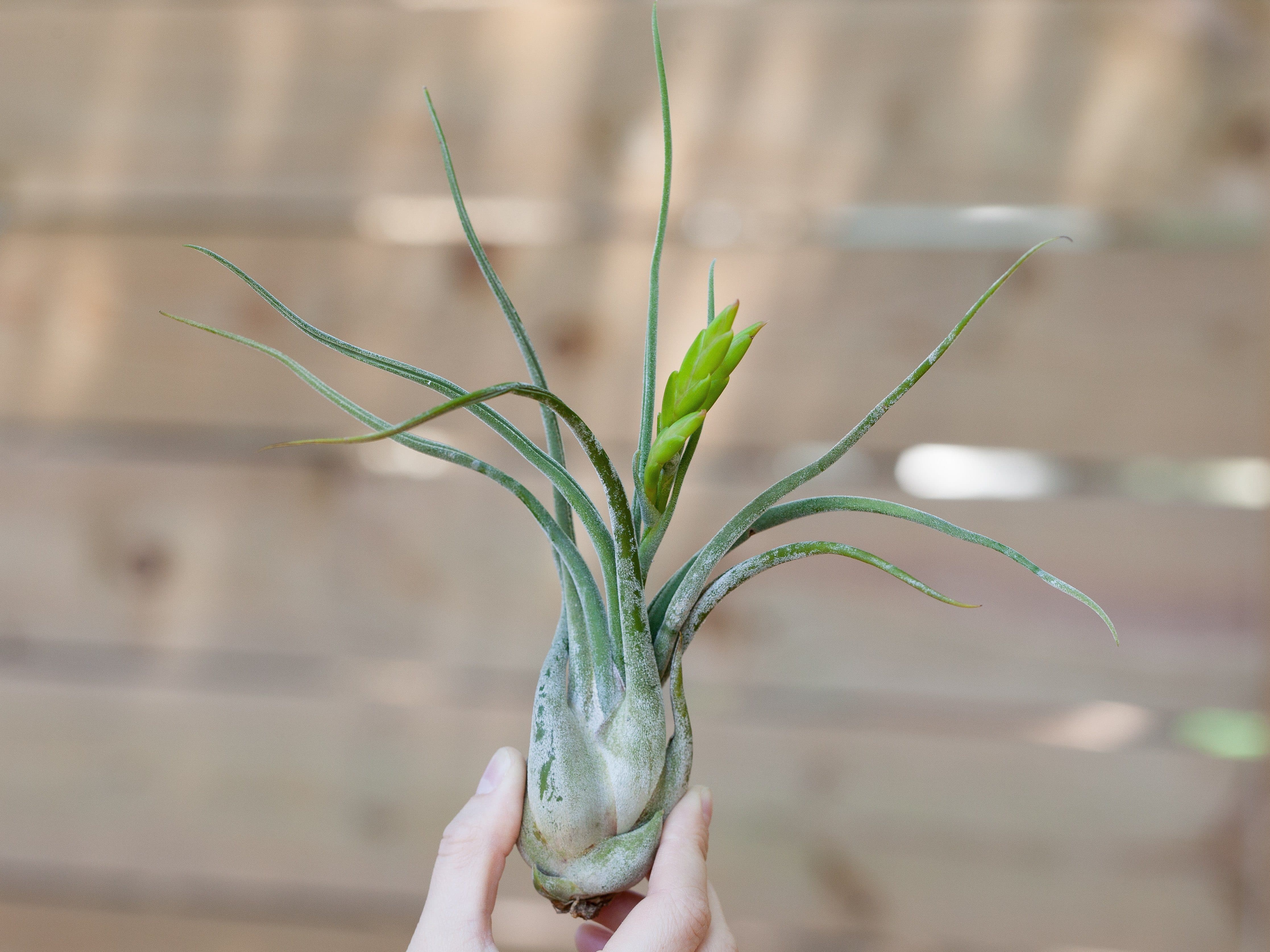Tillandsia Caput Medusae Air Plants - Multiple Sizes – Air Plant