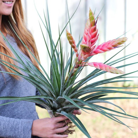 Air Plant Design Studio Tillandsia Fasciculata Air Plant - Thumbnail 2