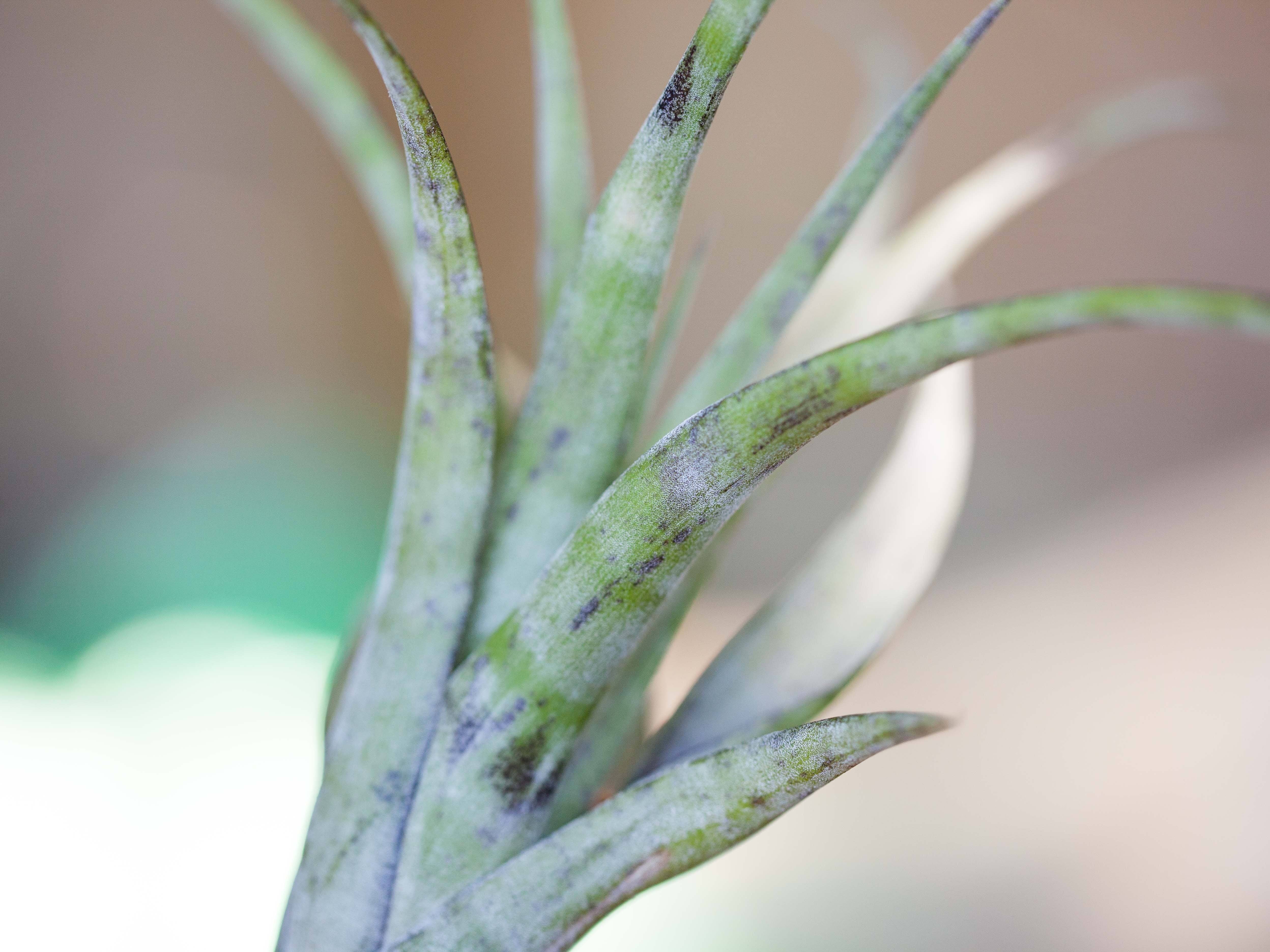 Tillandsia Flexuosa Air Plants – Air Plant Design Studio