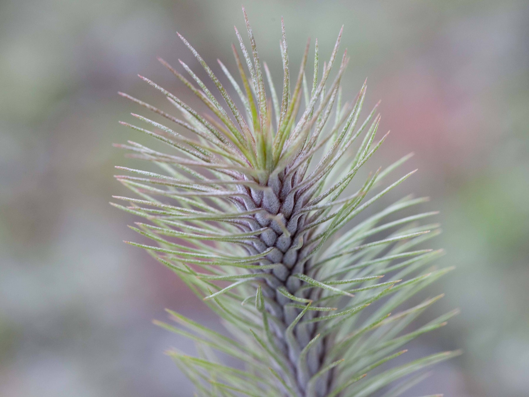 recurvifolia air plant Tillandsia Funckiana v. Recurvifolia Air Plant