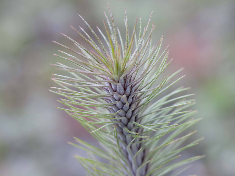 Tillandsia Funckiana v. Recurvifolia Air Plant