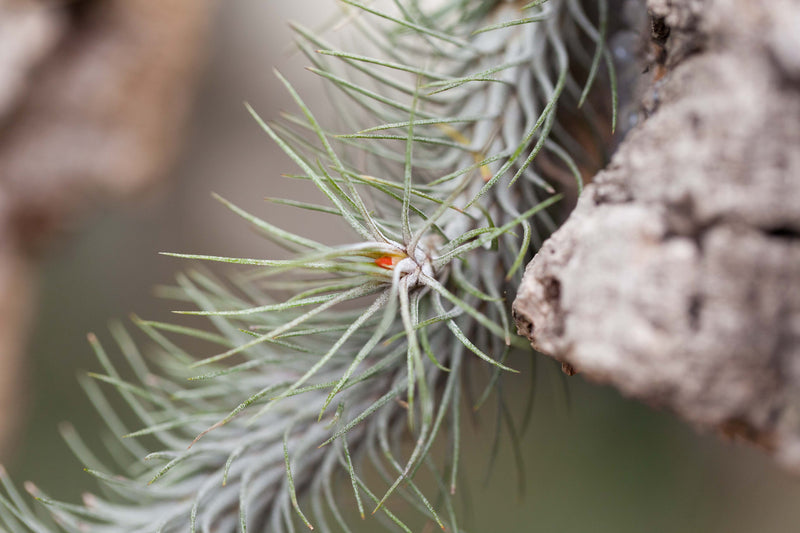 Tillandsia Funckiana v. Recurvifolia Air Plant