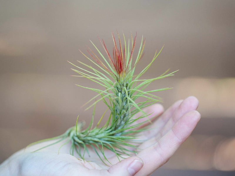 Blushing Tillandsia Funckiana Air Plant