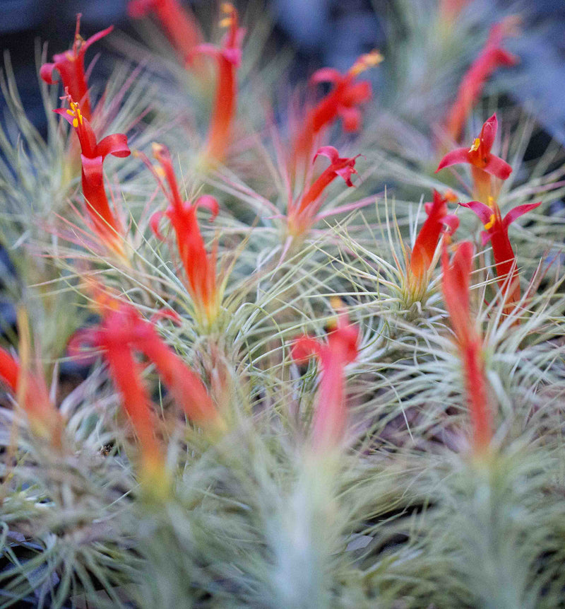 A Cluster of Blooming Tillandsia Funckiana Air Plants